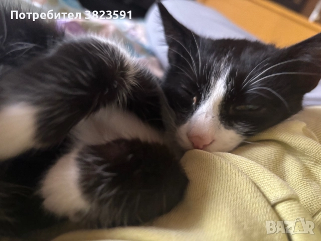 Подарявам мъжkо котенце на 4 месеца - Батман, снимка 4 - Други - 51780705