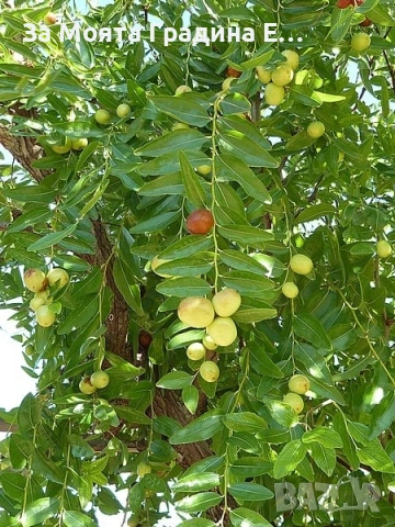 Хинап - Финап, снимка 3 - Градински цветя и растения - 53622849