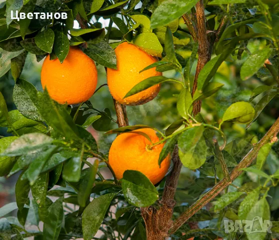 Портокалово дърво (Портокал), снимка 2 - Стайни растения - 49567212