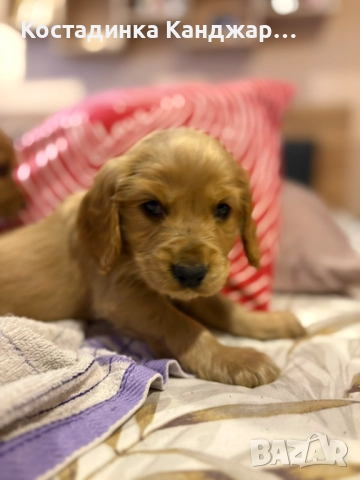 Чистокръвни Кокер Шпаньол кученца, снимка 5 - Кокер шпаньол - 52372383