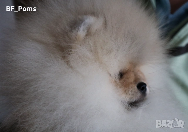 Страхотно момченце померан с родословие FCI, снимка 2 - Померан - 52918943