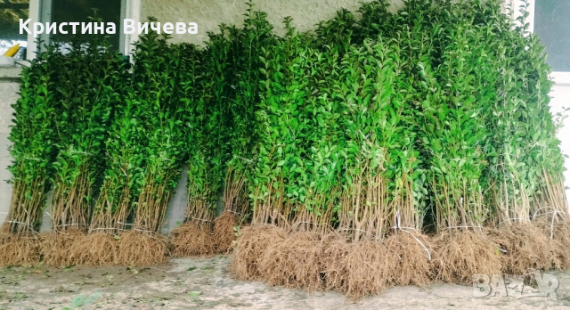 Лигуструм - Жив-плет (0.70)за 1бр., снимка 4 - Разсади - 38453452