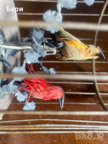 Много рядка механична играчка Птици в клетка, снимка 11 - Антикварни и старинни предмети - 39117184