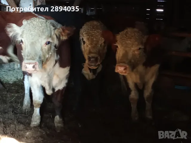 свободни 4 мъжки 