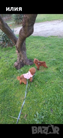 Мъжки тийкъп пудел за разпкод, снимка 3 - Други - 53772673