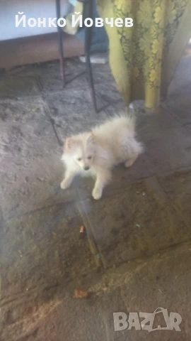 Немски шпиц  , снимка 4 - Немски шпиц - 50529986