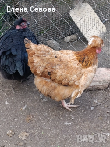 Оплодени яйца от светъл съсекс, голошийки и качулати , снимка 5 - Кокошки и пуйки - 52790436