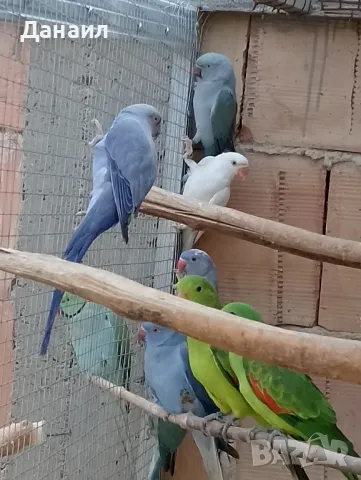 Малки александри , снимка 4 - Папагали - 47331677