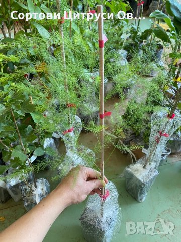 Аспержи Asparagus, снимка 2 - Градински цветя и растения - 41021521