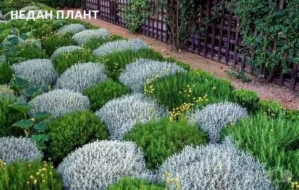 Сребриста сантолина, снимка 2 - Градински цветя и растения - 51162625