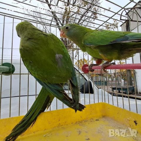 продавам папагали барабанди, снимка 4 - Папагали - 53403544