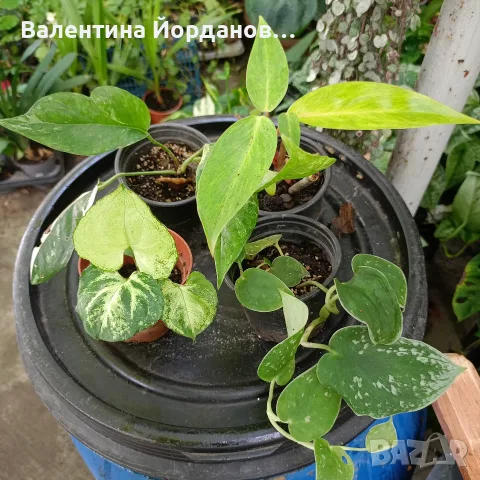 комплект стайни цветя , снимка 3 - Стайни растения - 56204830