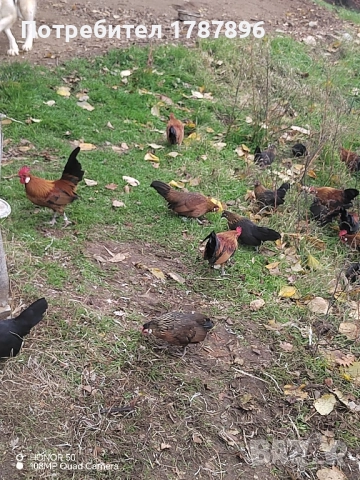 Продавам декоративни кокошки , снимка 5 - други­ - 52547741