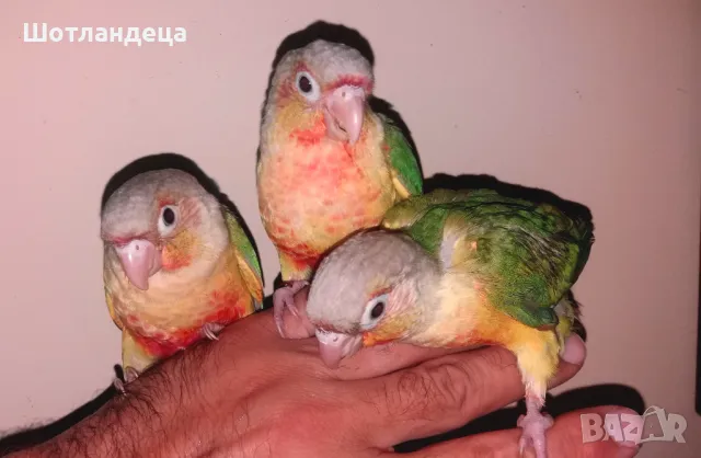 Папагал пирура-Pineapple(ананас), снимка 4 - Папагали - 50317567