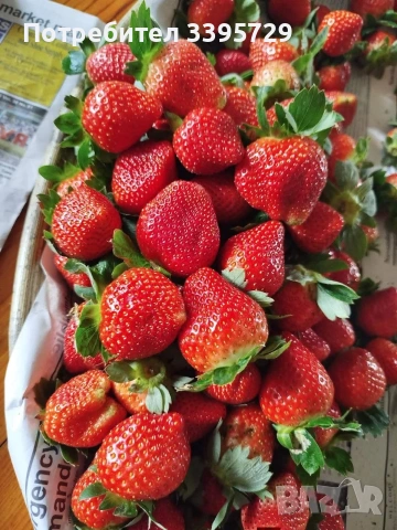 разсад за ягоди записвам за края на февруари цена 025€, снимка 5 - Разсади - 53407757