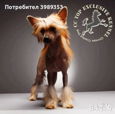 Китайско качулато куче - FCI родословие, снимка 1 - Други - 44257717