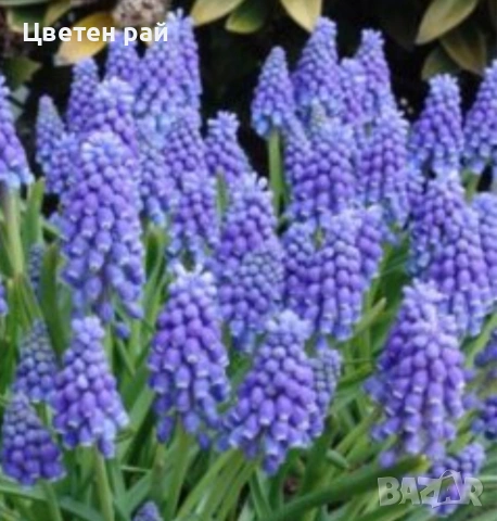Луковици на мускари микс 10бр 5€, снимка 8 - Градински цветя и растения - 53639383