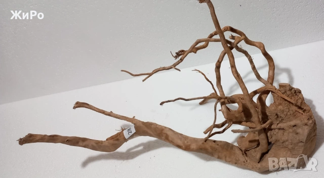 Корен от Азалия /декорация/ 28, снимка 2 - Други - 48966143