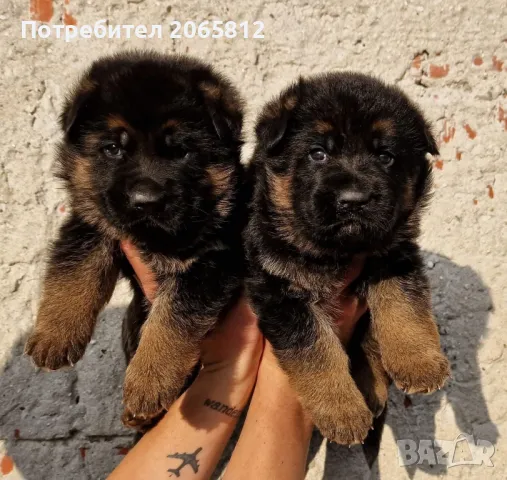 Немски Овчарки , снимка 2 - Немска овчарка - 48991224