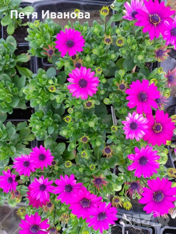 Остеоспермум (Osteospermum) , снимка 2 - Градински цветя и растения - 53591315