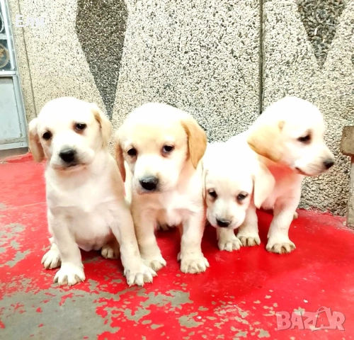 Лабрадор ретривър , снимка 2 - Лабрадор ретривър - 52914470