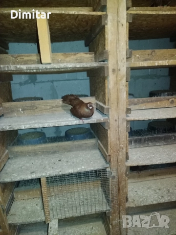 Работеща двойка, снимка 10 - Гълъби - 52793754