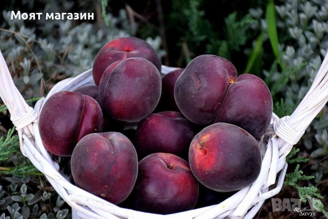 Слива Пламкот (Сливо-кайсиев хибрид)