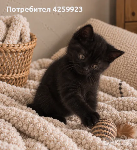    Чистокръвни британски котенца с шампионски произход 🖤, снимка 5 - Британска късокосместа - 56135812