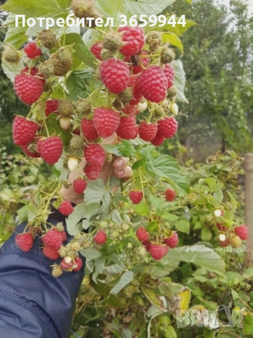 🌱 Качествен Разсад Ягоди и Малини – Директно от Производител!, снимка 3 - Разсади - 53638366