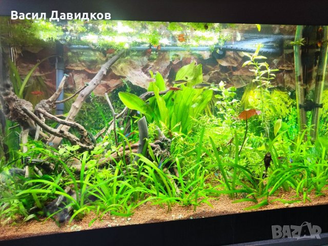 Растения за аквариум и езеро , имам излишни стартирани аквариуми., снимка 14 - Други - 40840532
