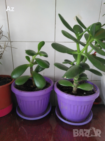 Дървото на живота, снимка 1