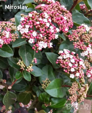 Viburnum Tinus, снимка 4 - Градински цветя и растения - 49388231