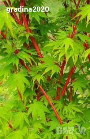     Ацер - Санго Каку, снимка 5 - Разсади - 50635841