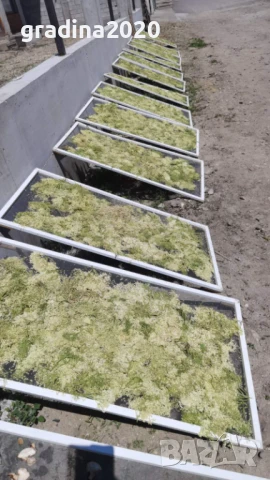  Бъз - Бял   Разсад , снимка 13 - Разсади - 40954906