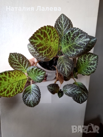 Еписция, episcia Silver dust