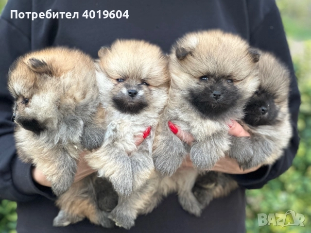 Померан померанчета