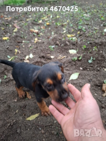Продавам малки ловни кученца., снимка 4 - Гонче - 52673874