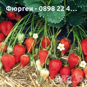 Ягода Скала'. Fragaria x ananassa 'Scala' - с аромат на дива ягода, снимка 3 - Разсади - 42262532