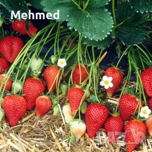 Продавам разсад целогодишни ягоди сорт Анабела, снимка 3 - Разсади - 53259000