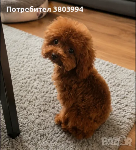 Тйи къп Момченце Той пудел момченце на 5 месеца , снимка 2 - Пудели - 56321906
