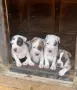 Питбул. Pitbull, снимка 3