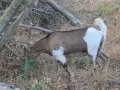 продавам мини козички , снимка 4