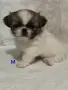 Малки пекинезчета !, снимка 3