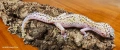 Леопардови гекони Diablo Blanco (Eublepharis macularius) , снимка 6