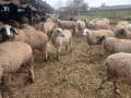 Продавам бременни овце , снимка 3