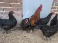 Кокошки черен мед Маран , снимка 4
