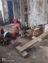 Оплодени яйца от Шведска цветна кокошка, снимка 10