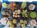 Продавам кактуси, снимка 2