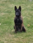 белгийска овчарка малиноа , снимка 2