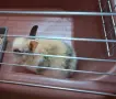декоративно зайче, снимка 2